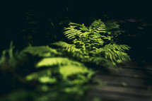 sunlight on ferns 