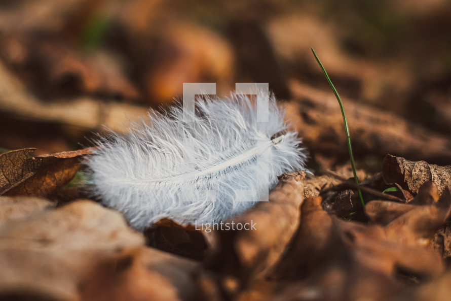 white feather on the ground 