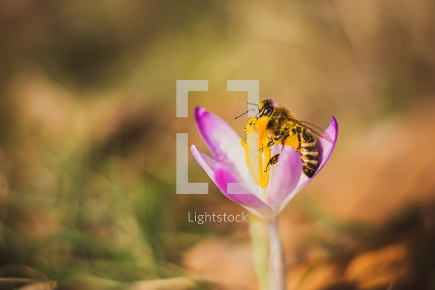 honey bee and purple flower 