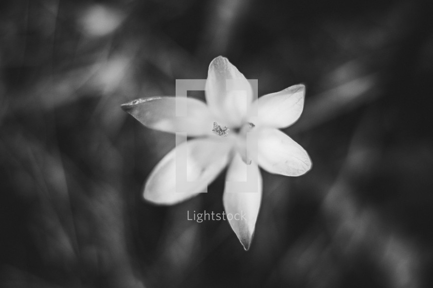 white flower in black and white 