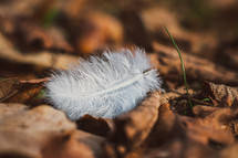 white feather on the ground 