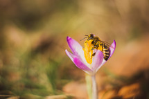 honey bee and purple flower 