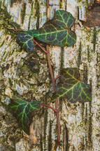 green ivy closeup 