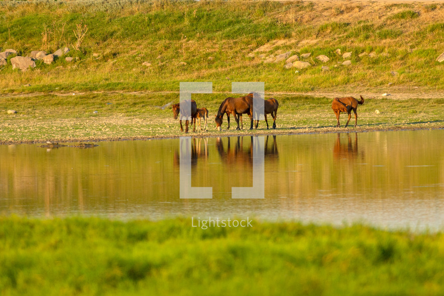 wild horses drinking from a pond 