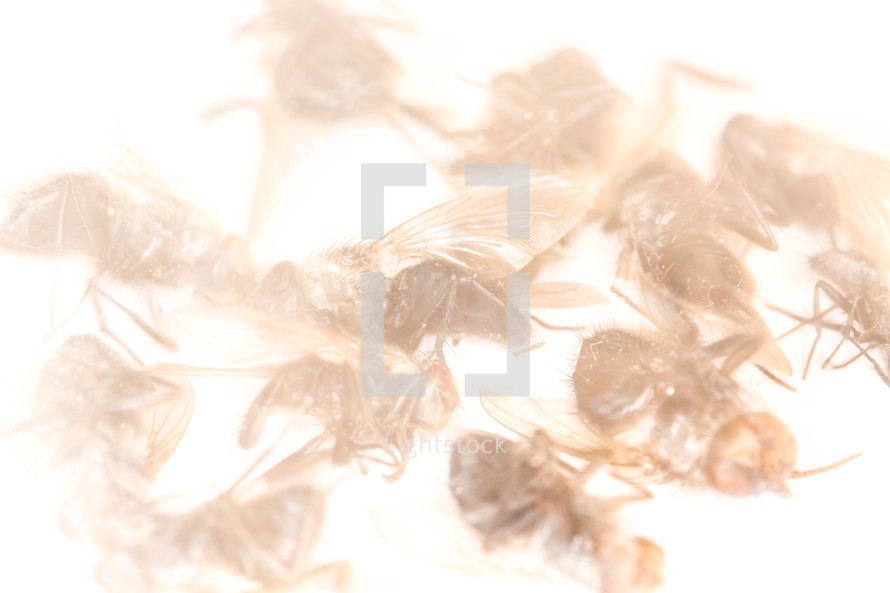 washed out dead flies / background