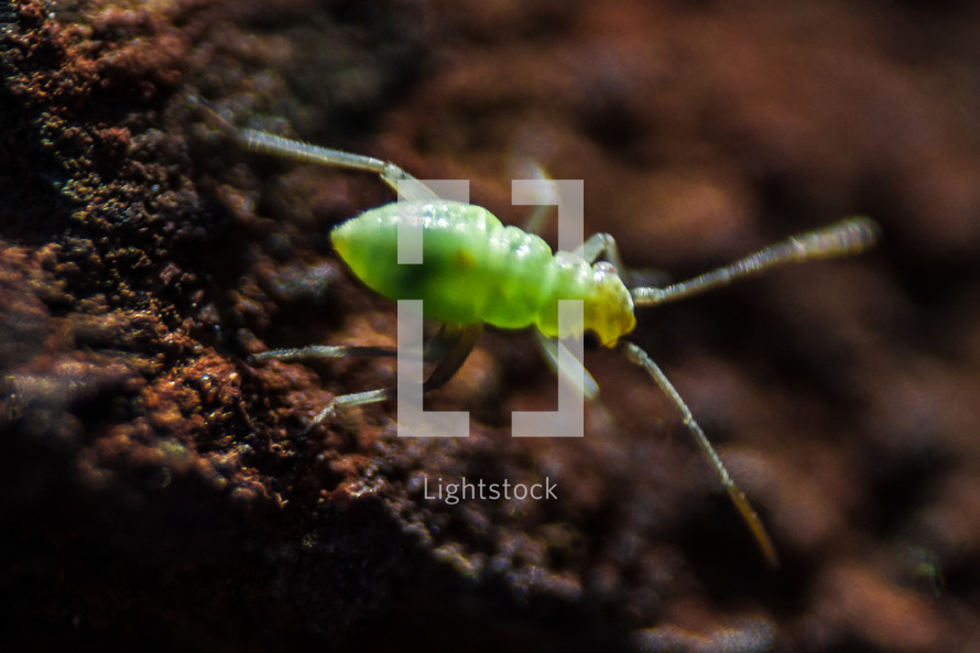 Bright green aphid in the dirt