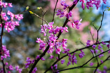 fuchsia spring flowers 