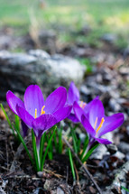 purple crocus flower 