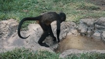 Slow motion of Thirsty Black-handed Spider Monkey Drinking On A Small Water Puddle Then Climbing Up The Tree. 