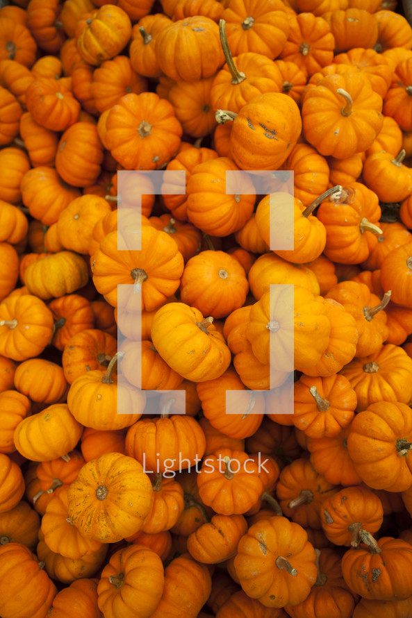pile of small pumpkins