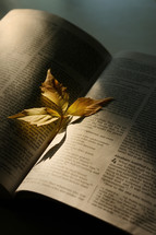 Fall leaf on Bible