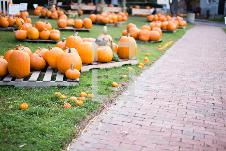 Pumpkin patch on the grass by a brick path.