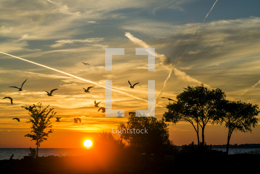 silhouettes of seagulls in flight at sunrise 