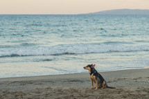 dog on a beach 
