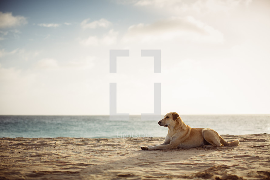 a dog resting on a beach 