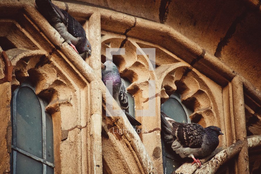 pigeons on church windows in Oxford 