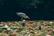 heron at a pond 