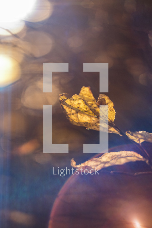 bokeh sunlight and fall leaf 