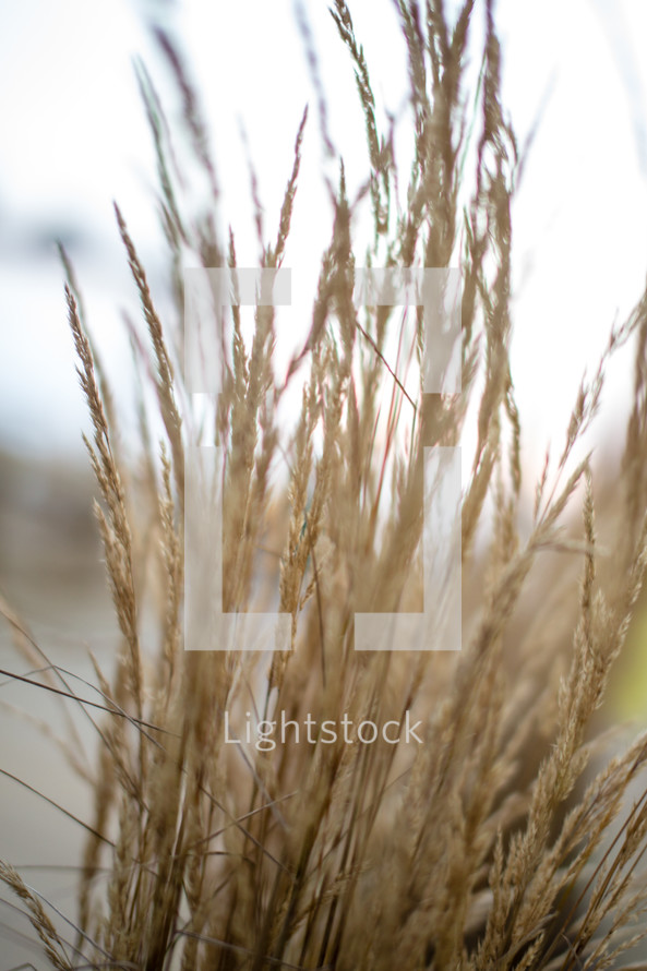 Wheat grass.