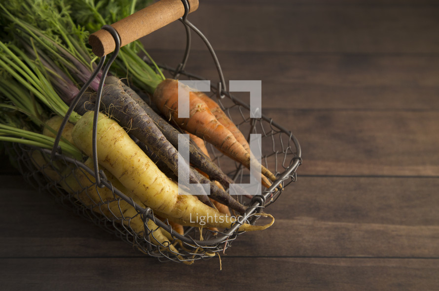 fresh picked carrots in a wire basket 