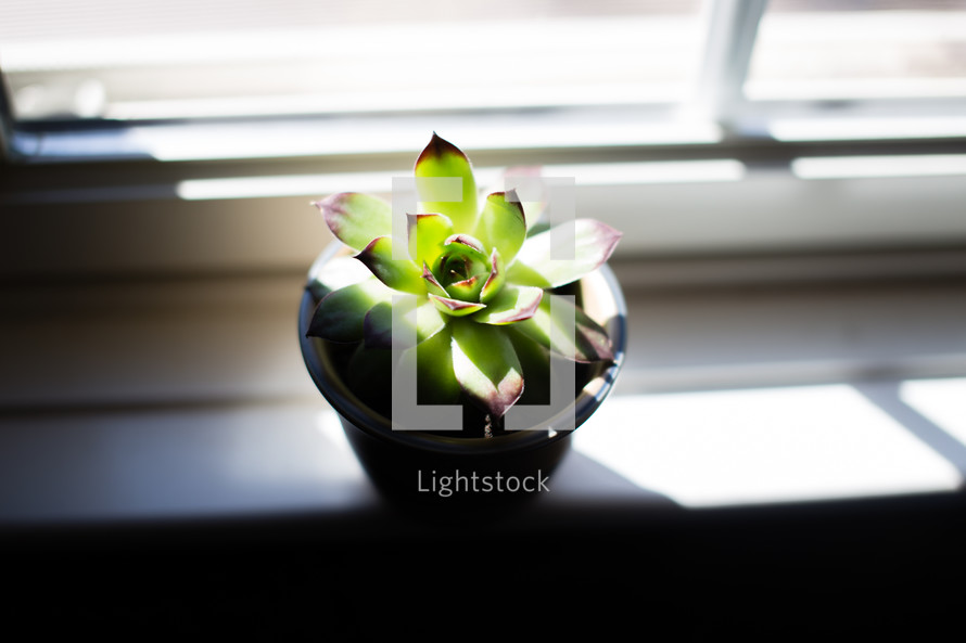 Sun shining on a potted plant in a window sill.