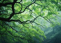 Fresh green leaves of beech trees in the foggy forest.