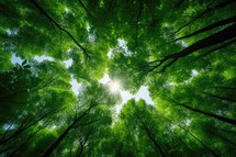 forest trees view from below into the sky. nature green wood sunlight backgrounds