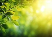 Fresh green leaves on blurred greenery background with bokeh effect