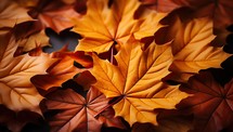 Autumn maple leaves on black background, top view. Space for text