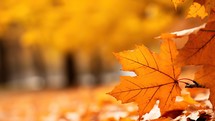 Autumn maple leaves on a blurred background.