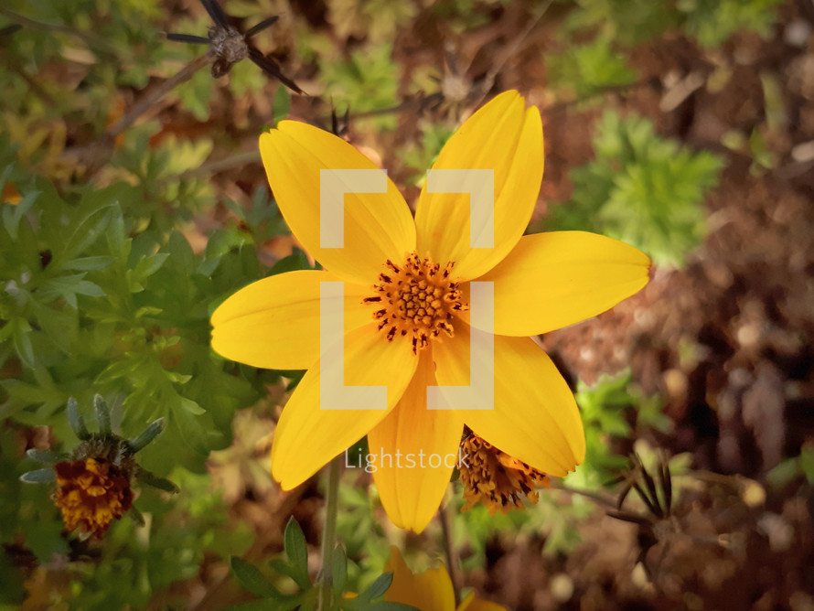 Yellow Niger Flower in the Autumn Garden

