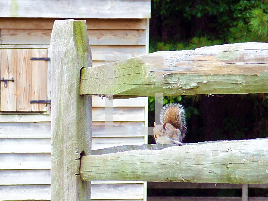 A Squirrel sits on top of a rugged fence post on a farm in rural Virginia sunning itself on a warm sunny day. 