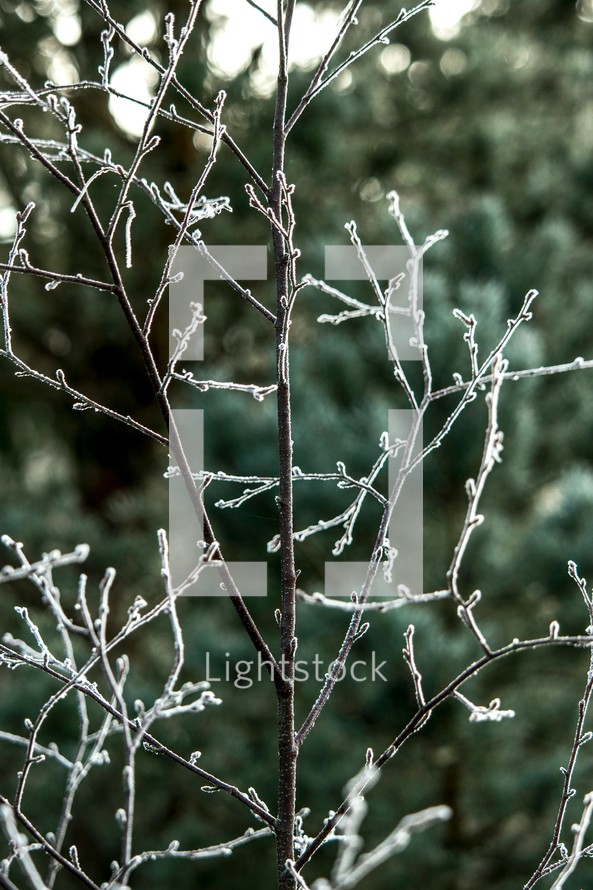 Frozen small branches in the Christmas season