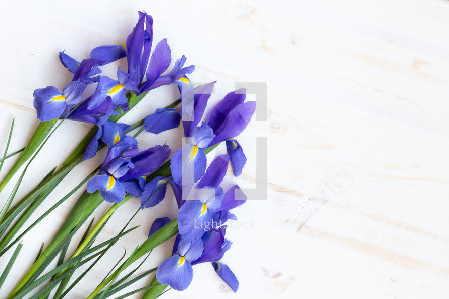 Irises on a white background 