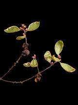 Pittosporum Flowers and Leaves on Black