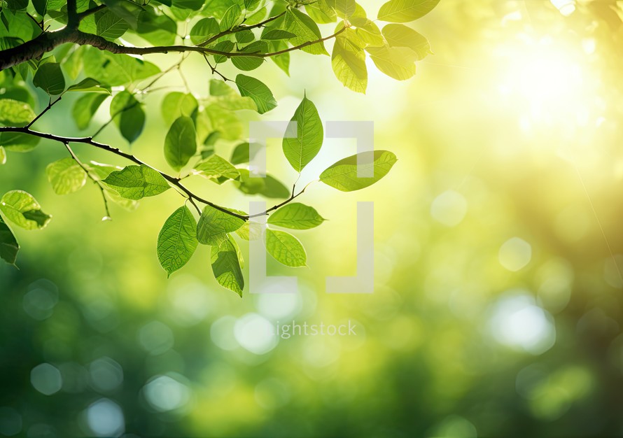 Fresh green leaves with sunbeams and lens flare. Natural background