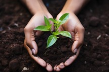 Human hands holding young plant with soil background. Earth day concept.