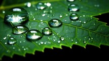 Water drops on a green leaf.