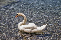 swan padding in water 