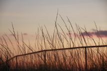 Medium photo of Grass straws set against a soft, pastel sunset sky.