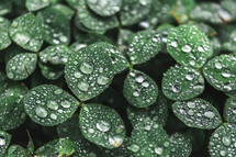 water droplets on green leaves in nature 