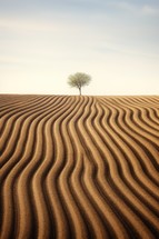 Lonely tree in the desert with sand dune texture.
