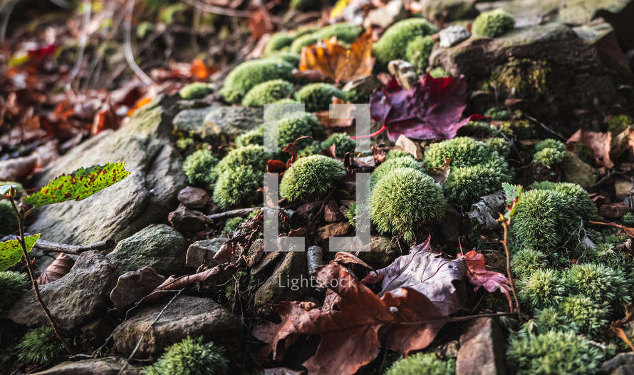 fall leaves on mossy stones 