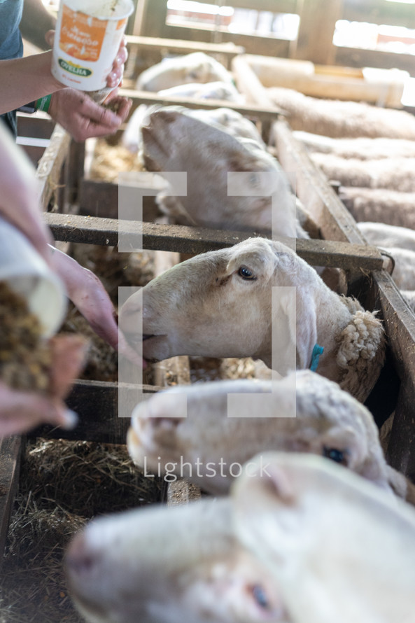 sheep eating from a person's hand