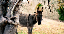A Jerusalem Donkey 