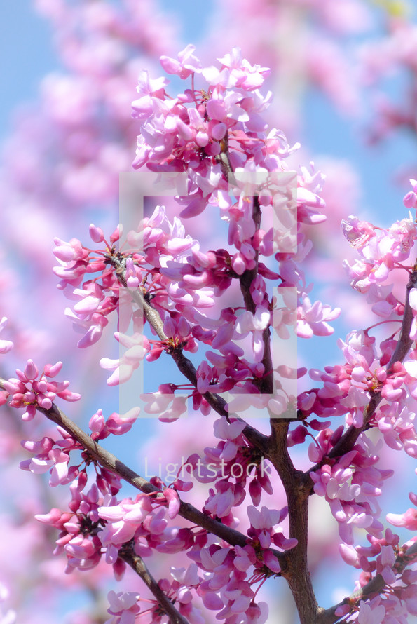 pink spring flowers on a tree branch with soft pink and blue background