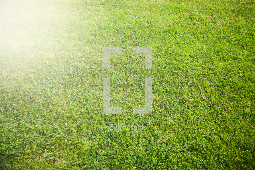 sunlight on a green grass lawn 