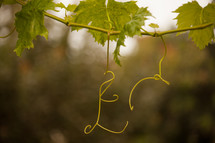 grape vine leaves