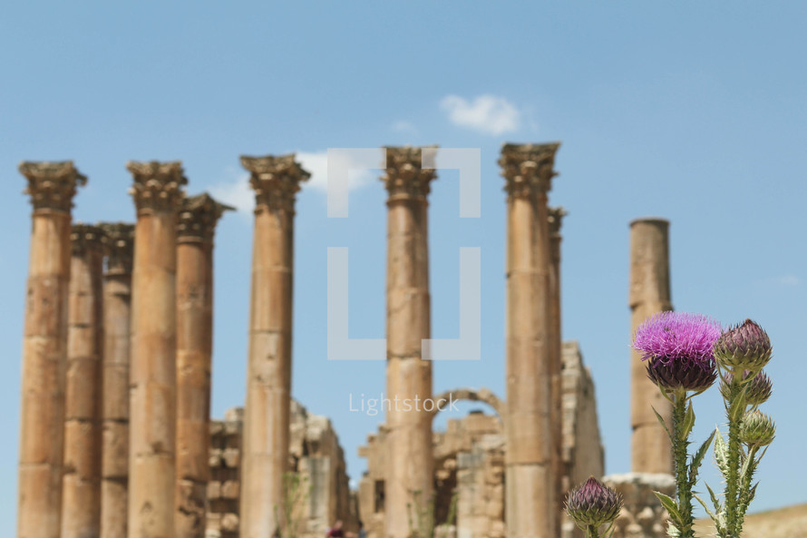 pink flowers and ancient columns 