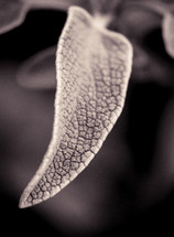 leaf of a plant 